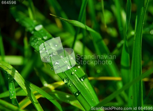 Image of Grass