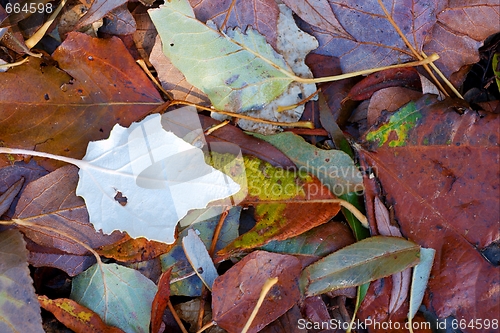 Image of Fallen leaves