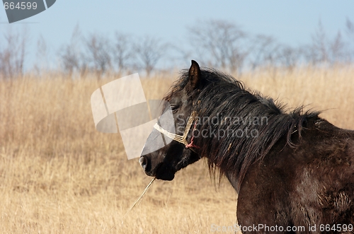 Image of Horse
