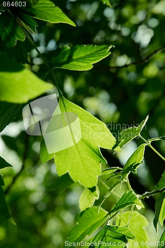 Image of Leaf