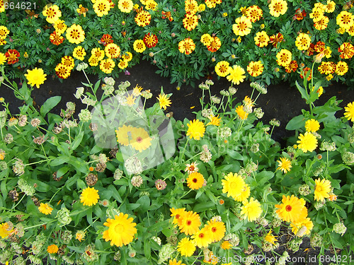 Image of flowerbed