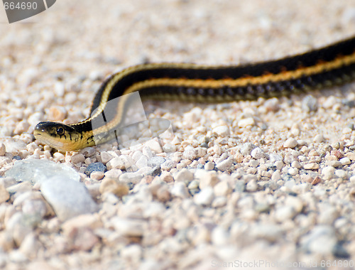 Image of Garter Snake