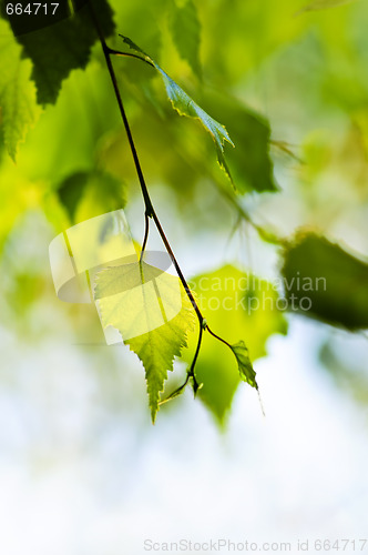 Image of Branch with green leaves