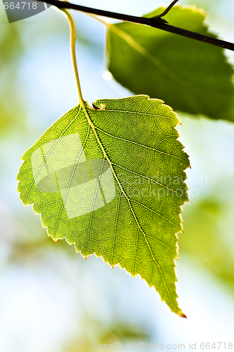 Image of Branch with green leaves