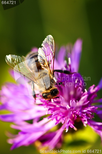 Image of Honey bee on Knapweed