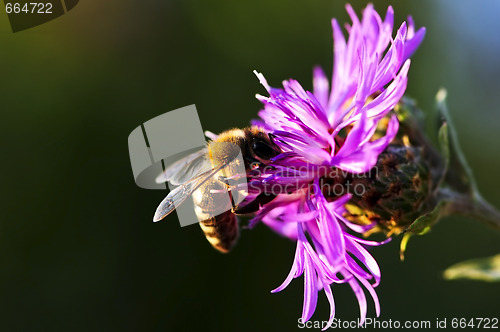 Image of Honey bee on Knapweed