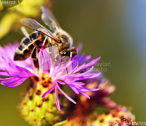 Image of Honey bee on Knapweed