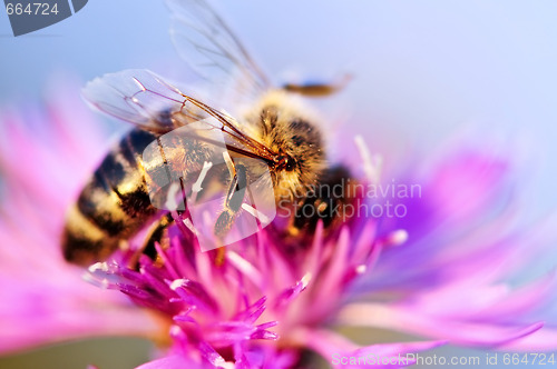 Image of Honey bee on Knapweed