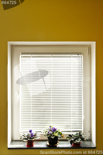 Image of Window blinds