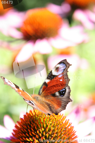 Image of Peacock butterfly