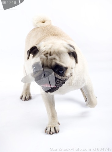 Image of Pug standing up in front of white background