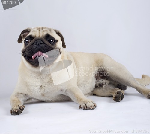 Image of picture of a pug standing down with mouth open