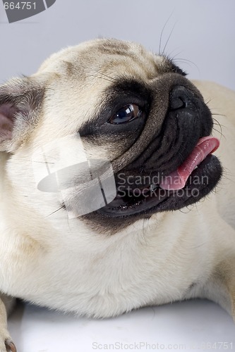 Image of closeup of a pug puppy with mouth open