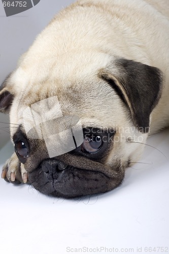 Image of closeup picture of a cute pug with sad eyes