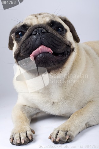Image of closeup picture of a mops-pug puppy looking at the camera