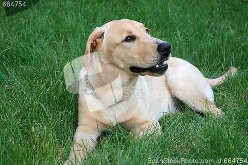 Image of cute labrador retriever