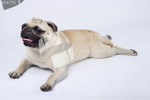 Image of picture of a sleepy pug standing down