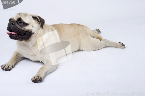 Image of picture of a seated mops puppy looking away