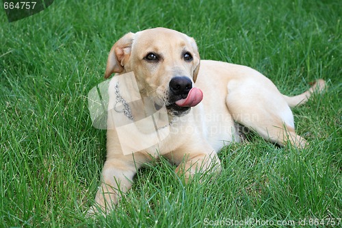 Image of cute labrador retriever