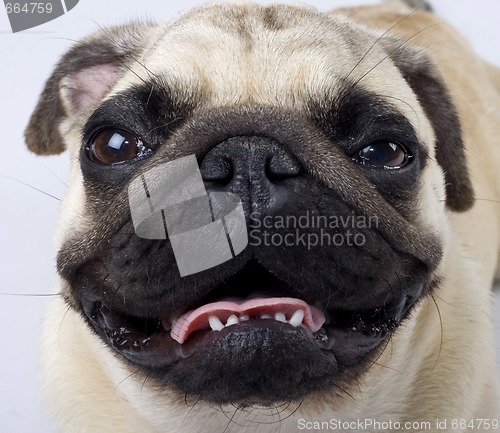 Image of seated mops with mouth open and tongue out