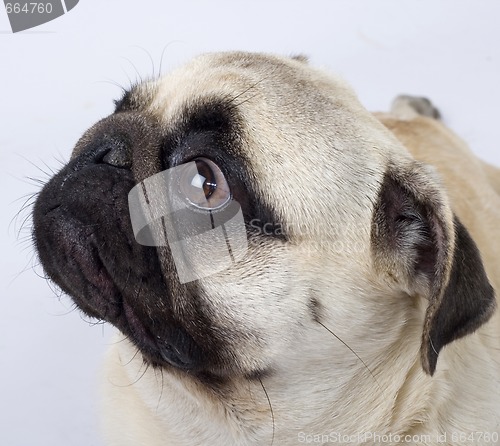 Image of closeup picture of a pug puppy looking at something