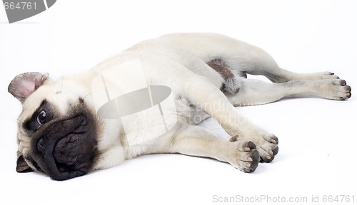 Image of picture of a sleepy Pug on white background