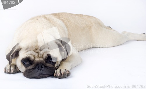 Image of picture of a sleepy pug on a white background