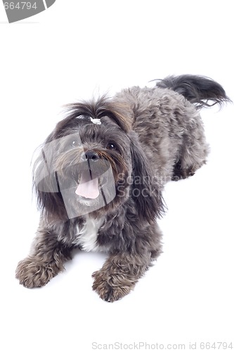 Image of bichon dog standing on a white background 