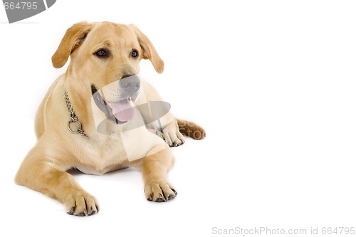 Image of Puppy Labrador retriever cream - copyspace