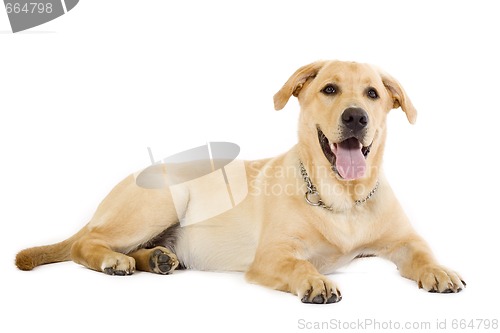 Image of Puppy Labrador retriever cream