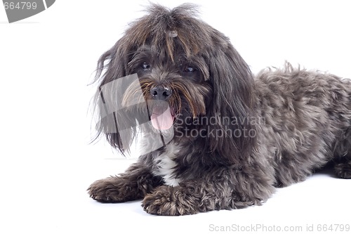 Image of Havanese dog standing  on a white background