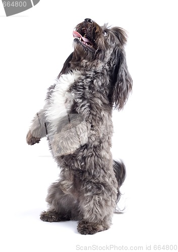 Image of Havanese dog standing on his hind legs isolated on a white background