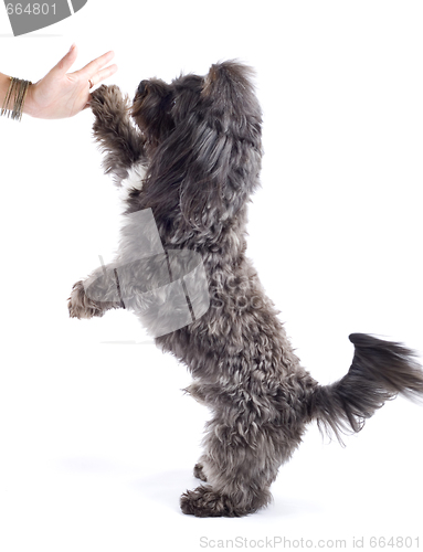 Image of black bichon playing and making his hi five!