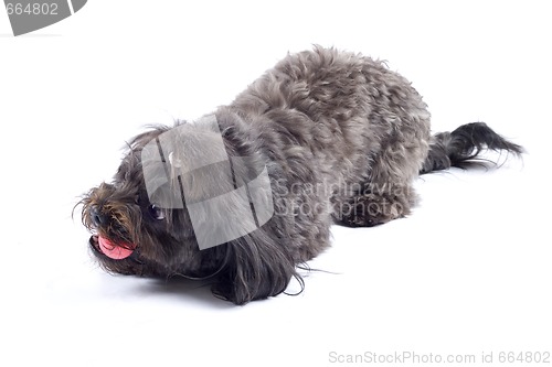 Image of black bichon playing with red toy ball