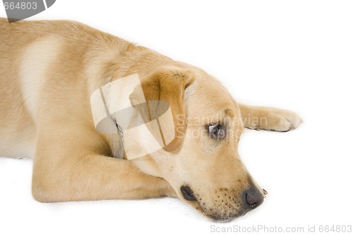 Image of sleepy Puppy Labrador retriever