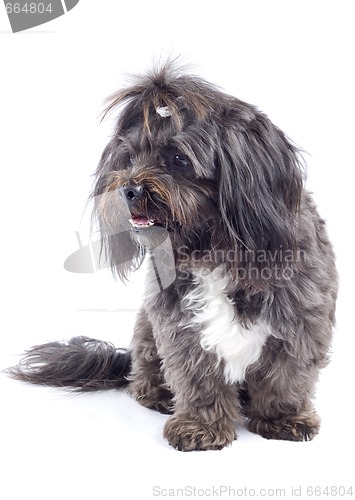 Image of black bichon standing  on a white background