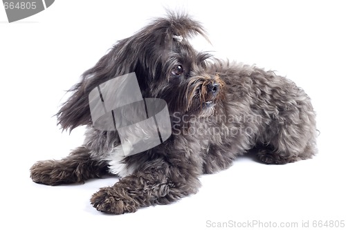 Image of picture of a seated black bichon over white background
