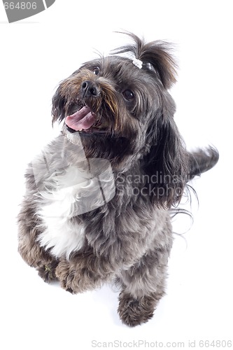 Image of black bichon standing on his hind legs isolated over white background