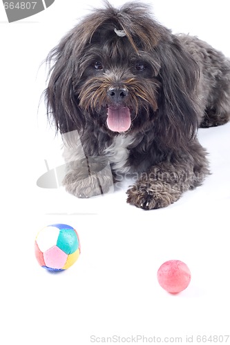 Image of picture of black bichon looking at some toys