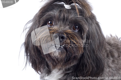 Image of closeup of a black bichon puppy over white background