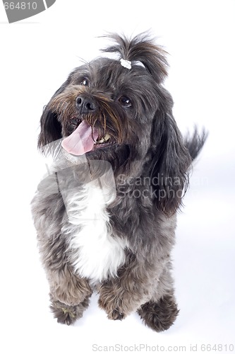 Image of Havanese dog standing on his hind legs isolated on a white background