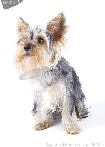 Image of closeup image of a Yorkshire terrier over white