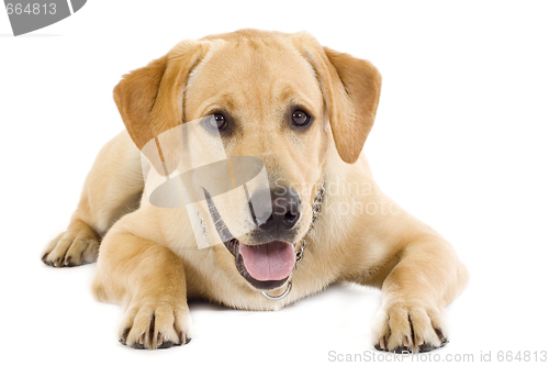 Image of seated Puppy Labrador retriever cream