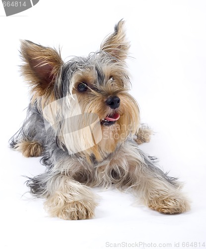 Image of closeup image of small dog (Yorkshire terrier) over white