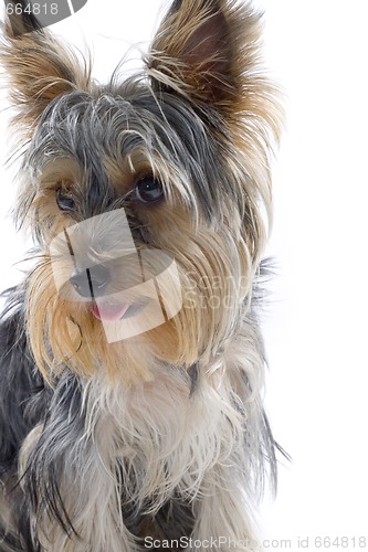 Image of closeup picture of a yorkshire terrier puppy with mouth open