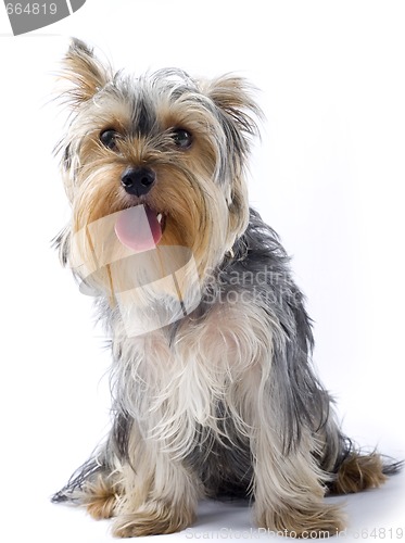 Image of seated yorkshire terrier with mouth open over white background