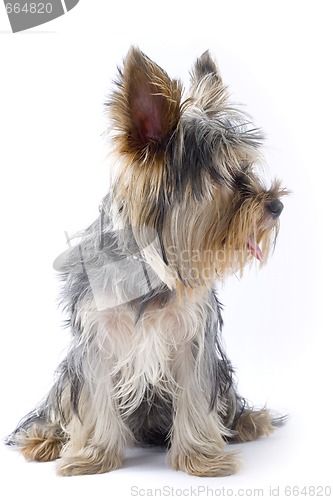 Image of picture of a seated puppy yorkshire terrier looking to a side