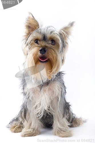 Image of picture of a seated puppy yorkshire terrier