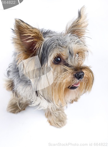 Image of closeup picture of a curious Yorkshire terrier over white