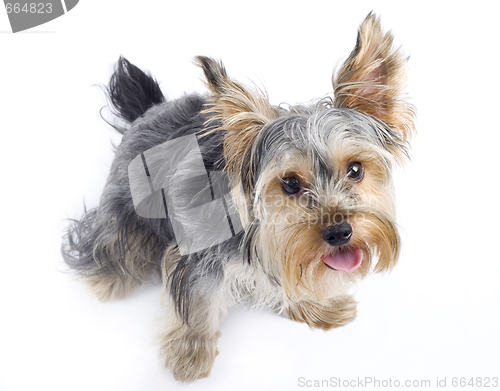 Image of picture of a curious Yorkshire terrier over white